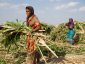 Women collect fodder for animals in cattle camp at Mhaswad, Satara district, in the state of Maharashtra, India, on April 20, 2019/UNA GALANI